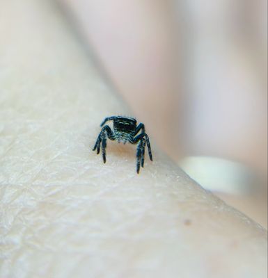 Phidippus regius apalachicola (2/3 FH)