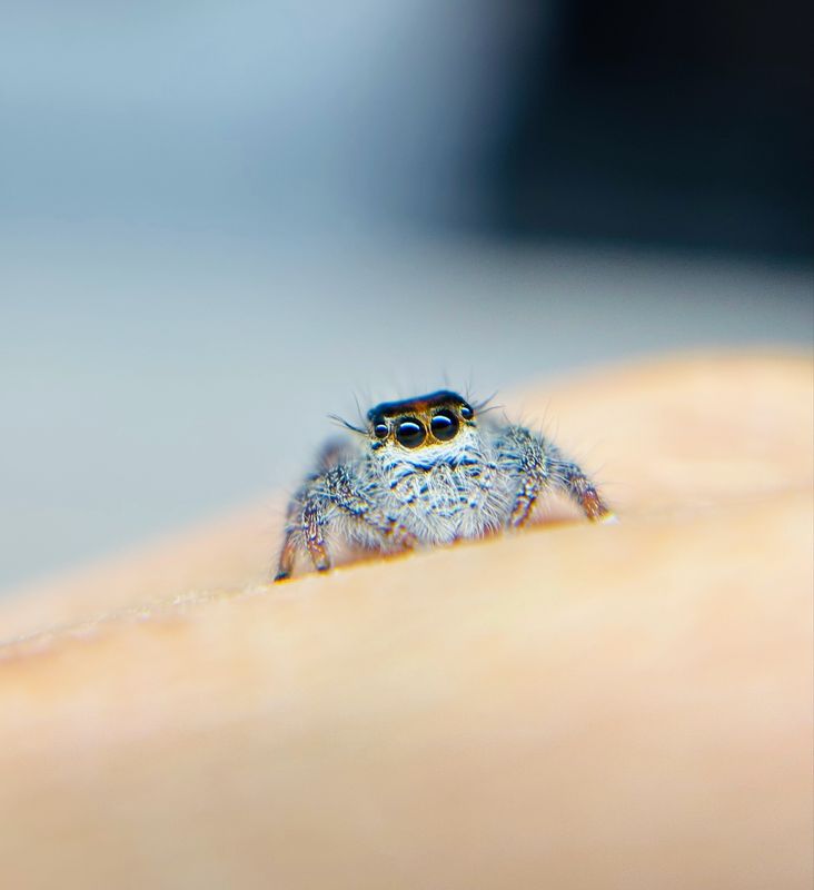 Hyllus Diardi (5FH)