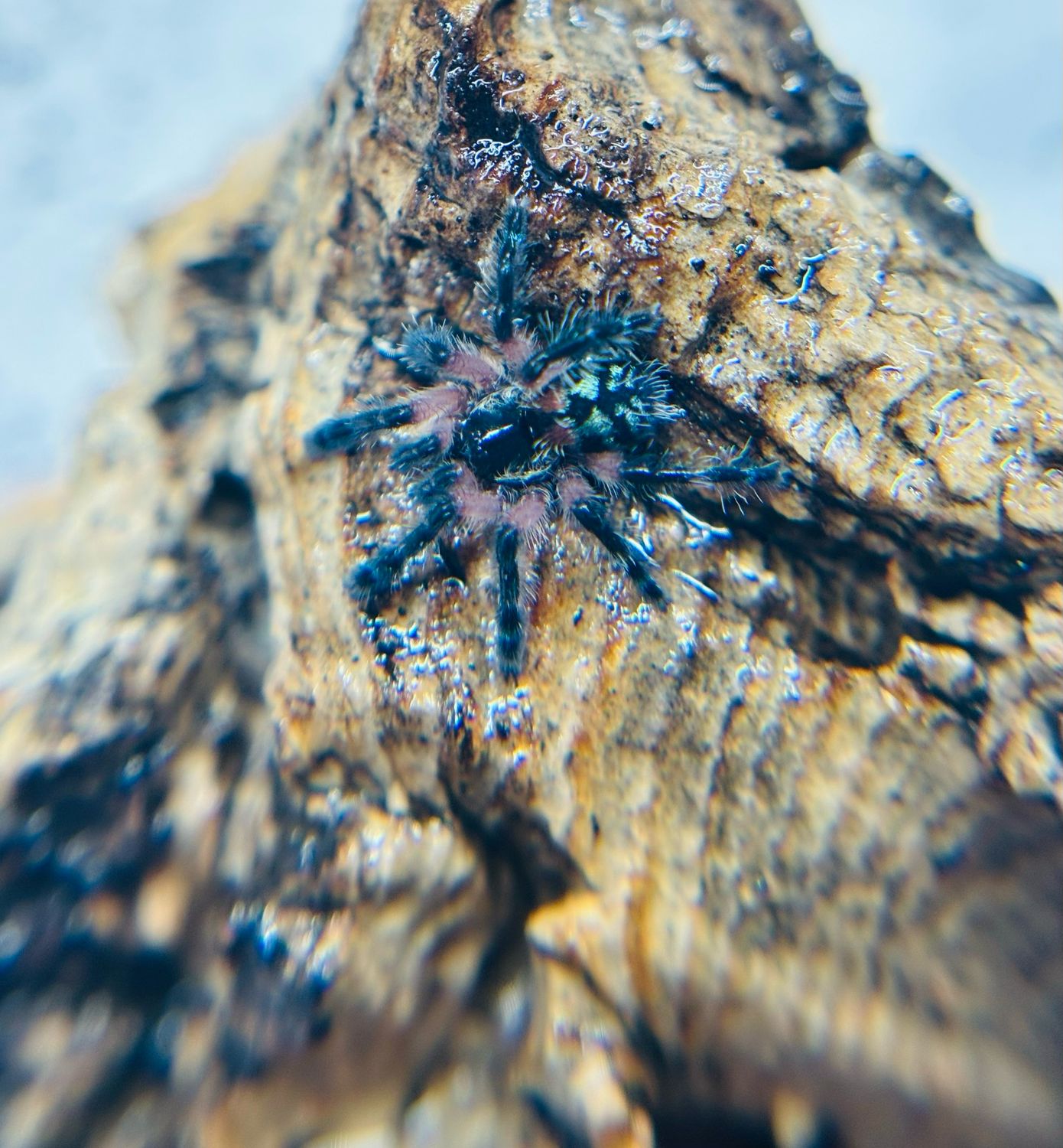 Typhochlaena seladonia (3 FH)