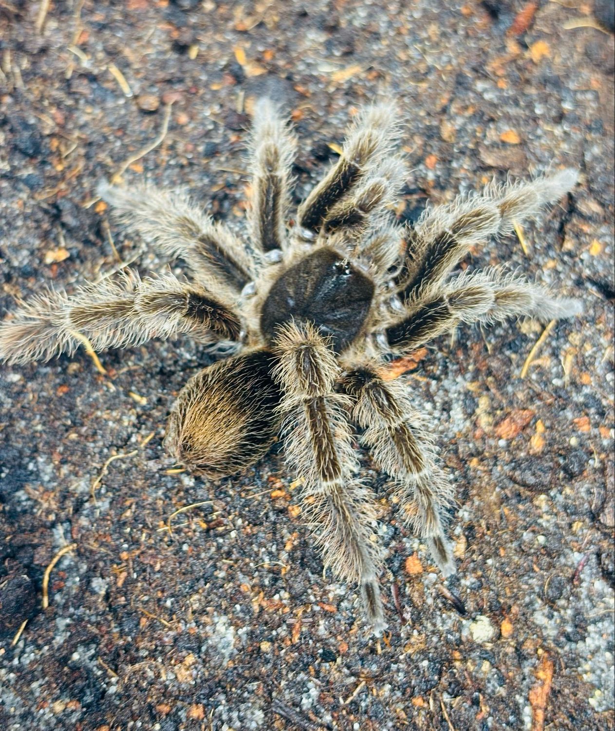 Cymbiapophysa velox (3cm KL)