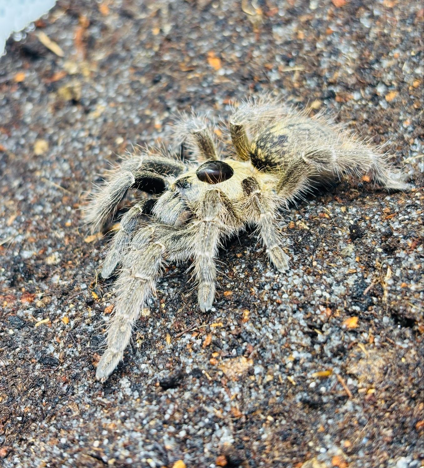Ceratogyrus brachycephalus (3cm KL)