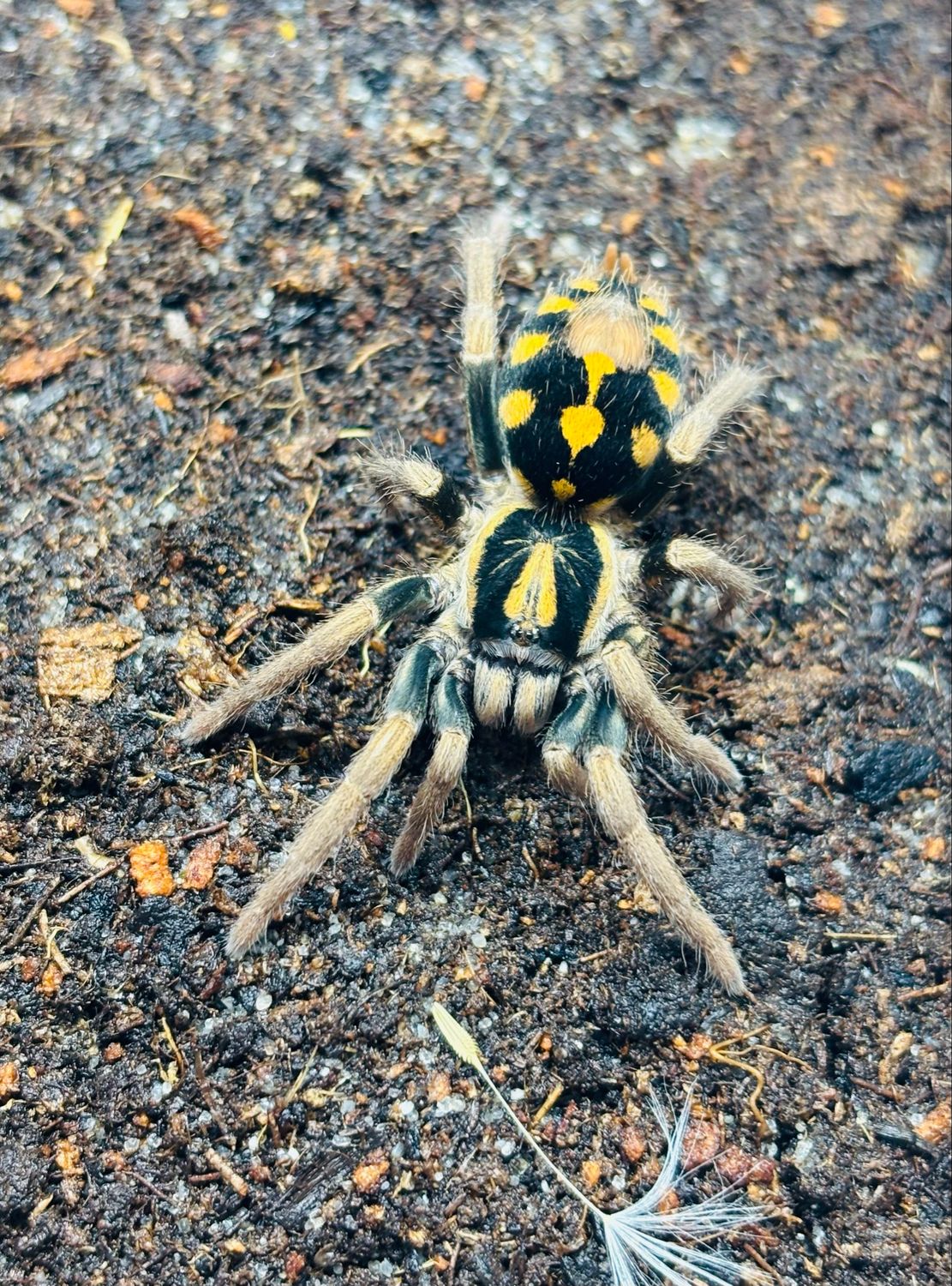 Hapalopus sp. kolumbien klein (2,5cm KL)