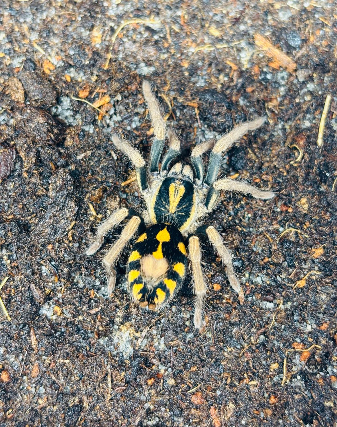 Hapalopus triseriatus (2,5cm KL)