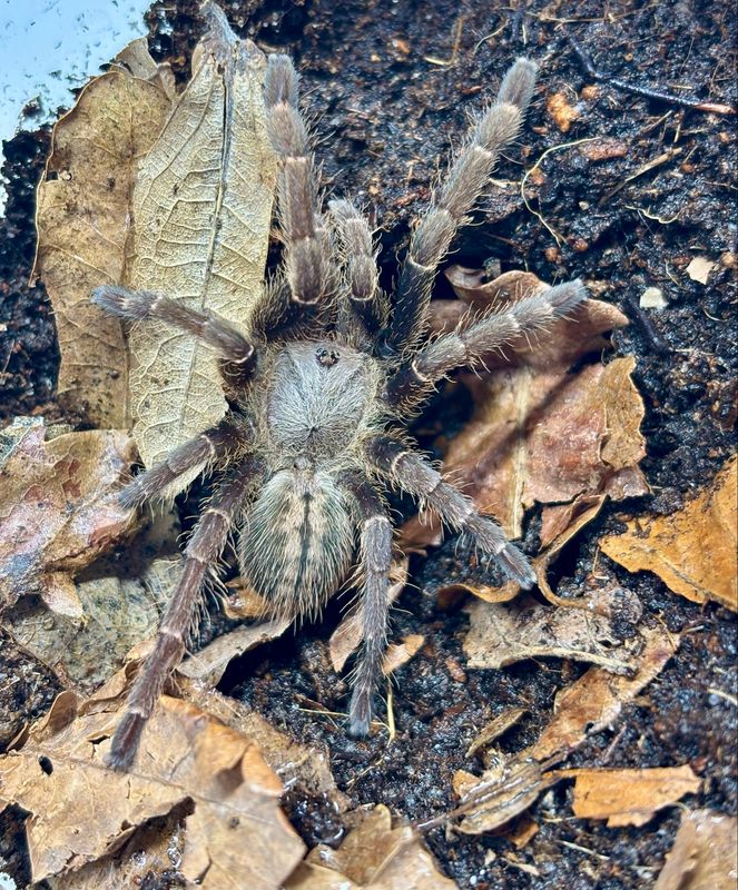 Ornithoctoninae sp. hai-bia (3cm KL)