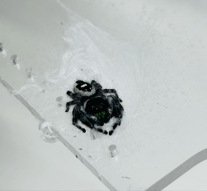 Phidippus audax Bryantae (4 FH)
