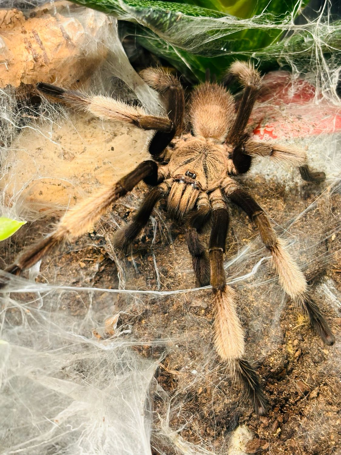 Chilobrachys natanicharum (RH 5/25)