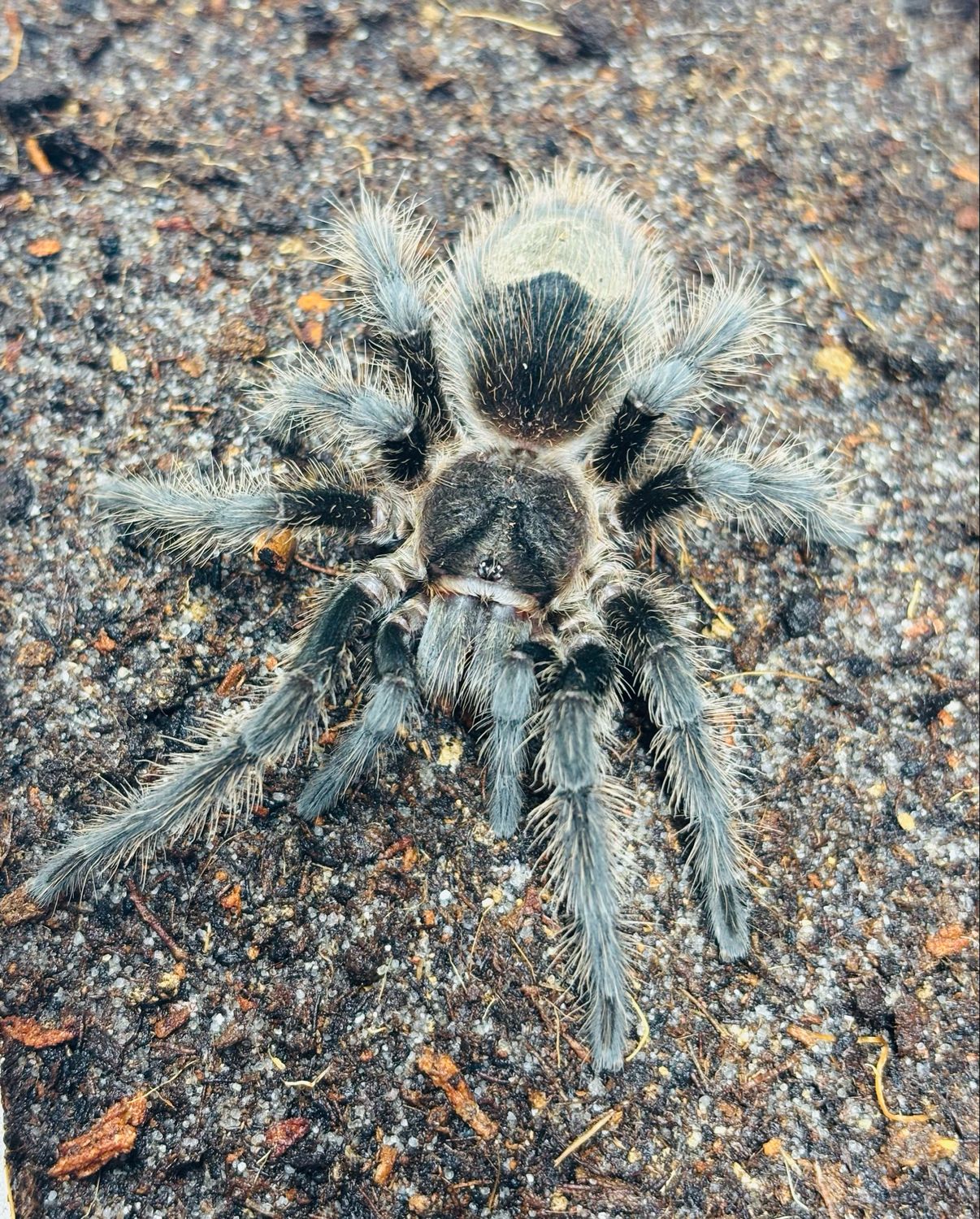 Grammostola grossa (4cm KL)