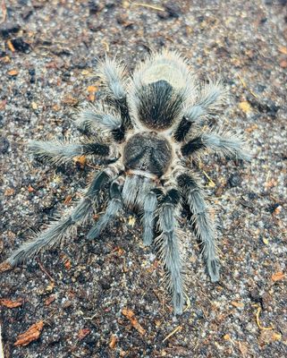 Grammostola grossa (4cm KL)