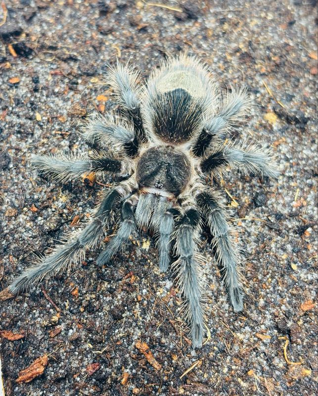 Grammostola grossa (4cm KL)