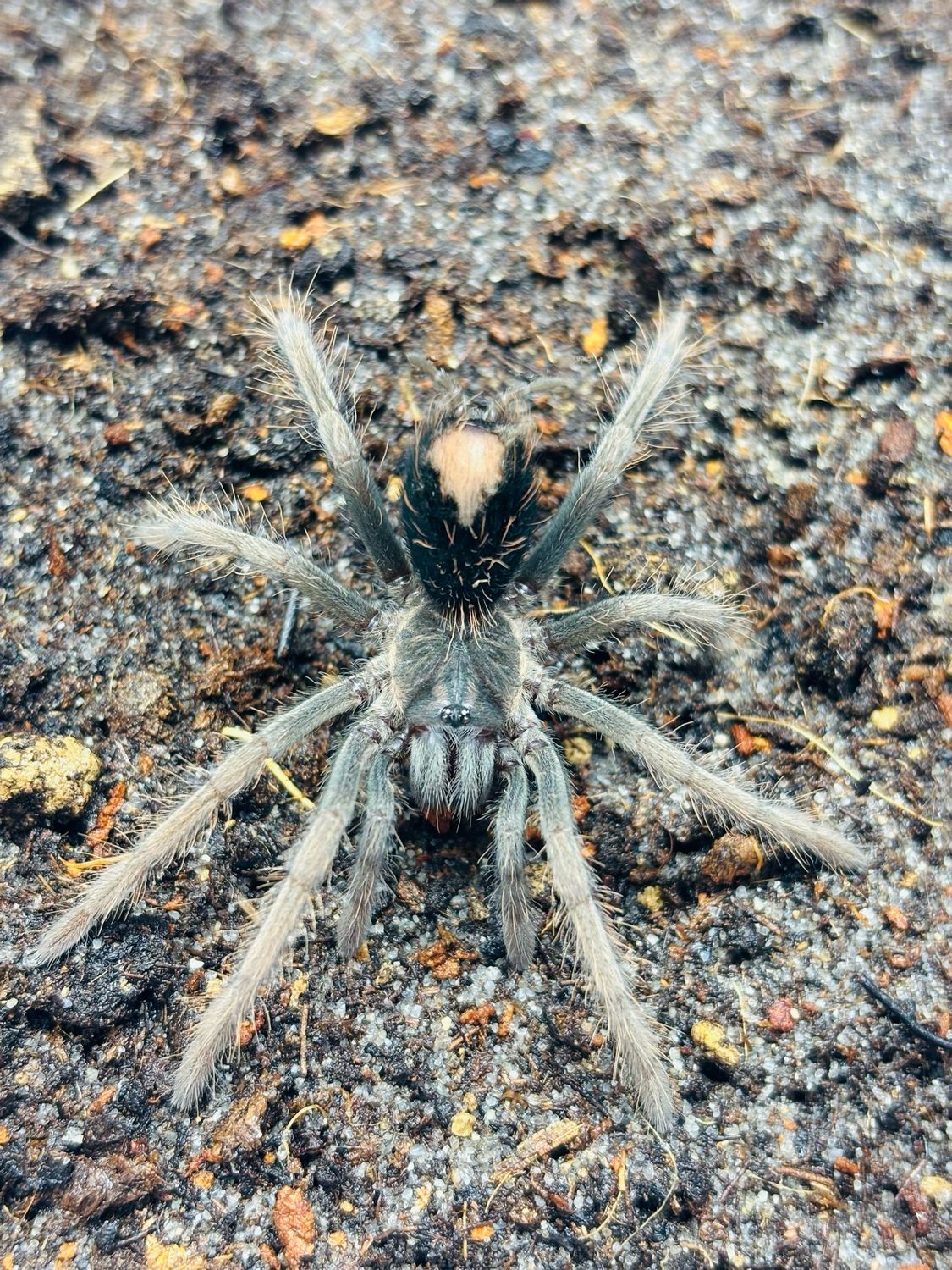 Xenesthis sp. megascopula (2,5cm KL)