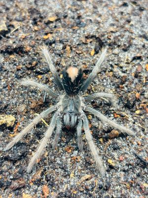 Xenesthis sp. megascopula (2,5cm KL)