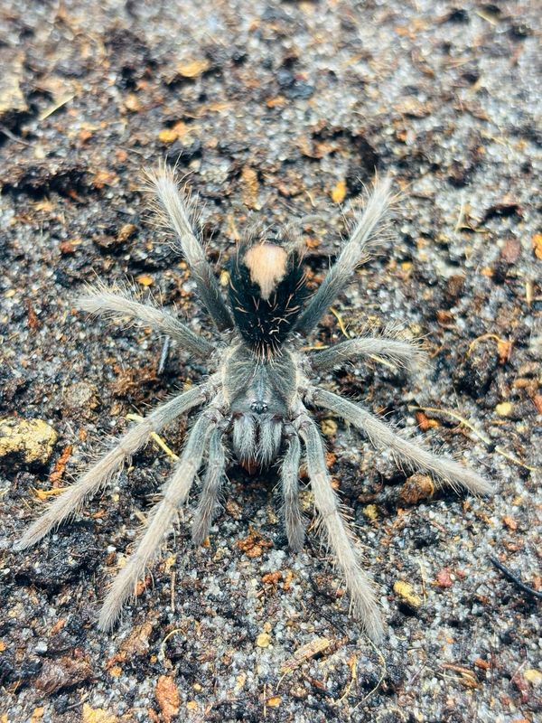 Xenesthis sp. megascopula (2,5cm KL)