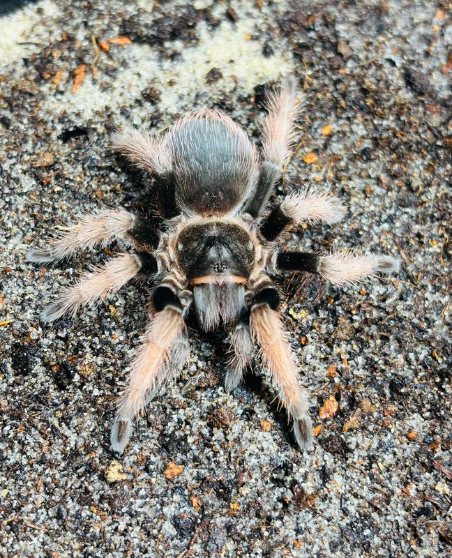 Brachypelma klaasi (4cm KL)