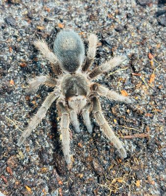 Grammostola alticeps (2,5cm KL)