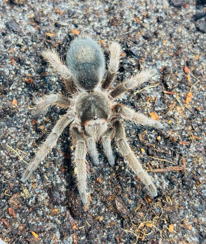 Grammostola alticeps (2,5cm KL)
