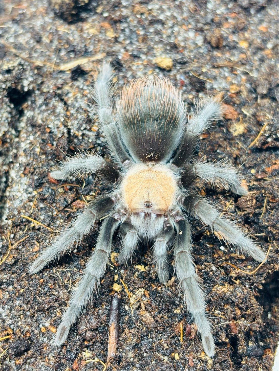Brachypelma albiceps (3cm KL)