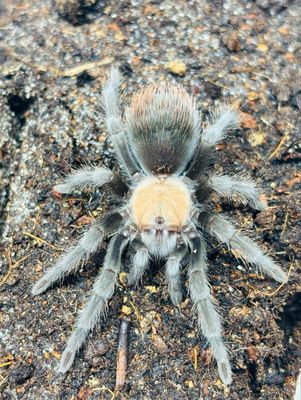 Brachypelma albiceps (3cm KL)