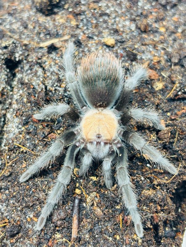 Brachypelma albiceps (3cm KL)