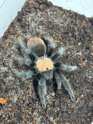 Brachypelma albiceps (4cm KL)