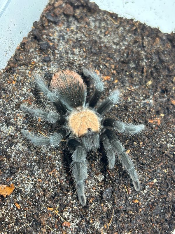 Brachypelma albiceps (4cm KL)