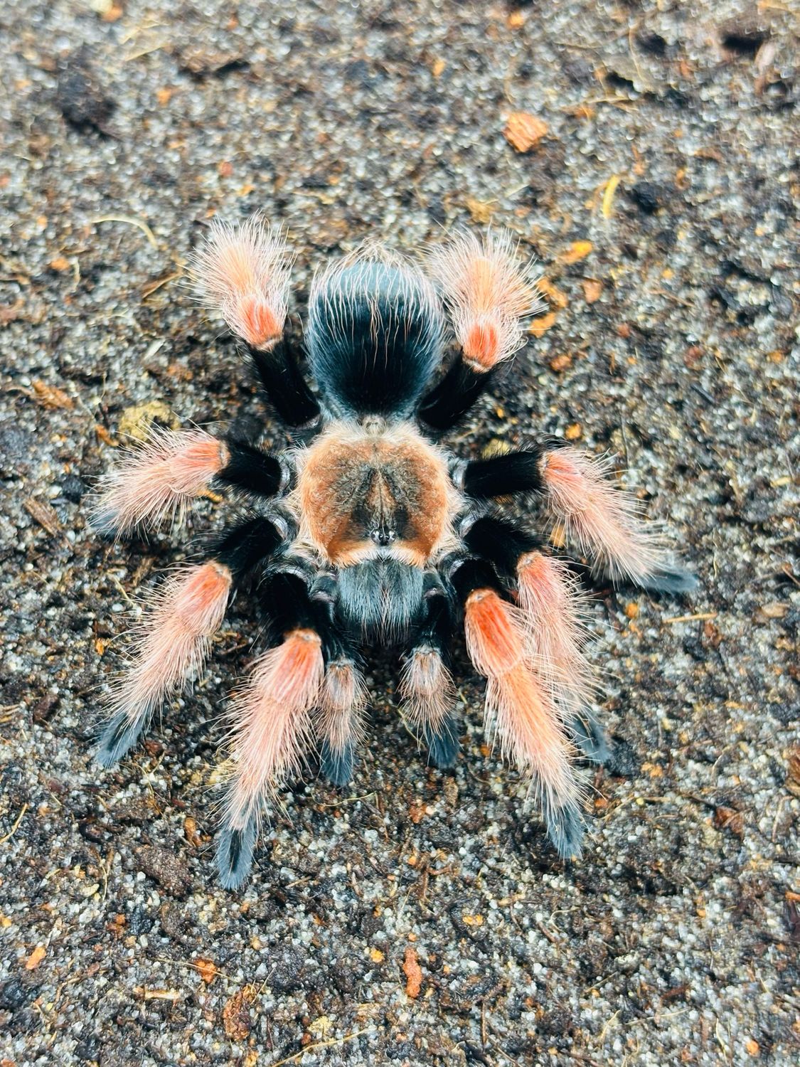 Brachypelma boehmei (3cm KL)