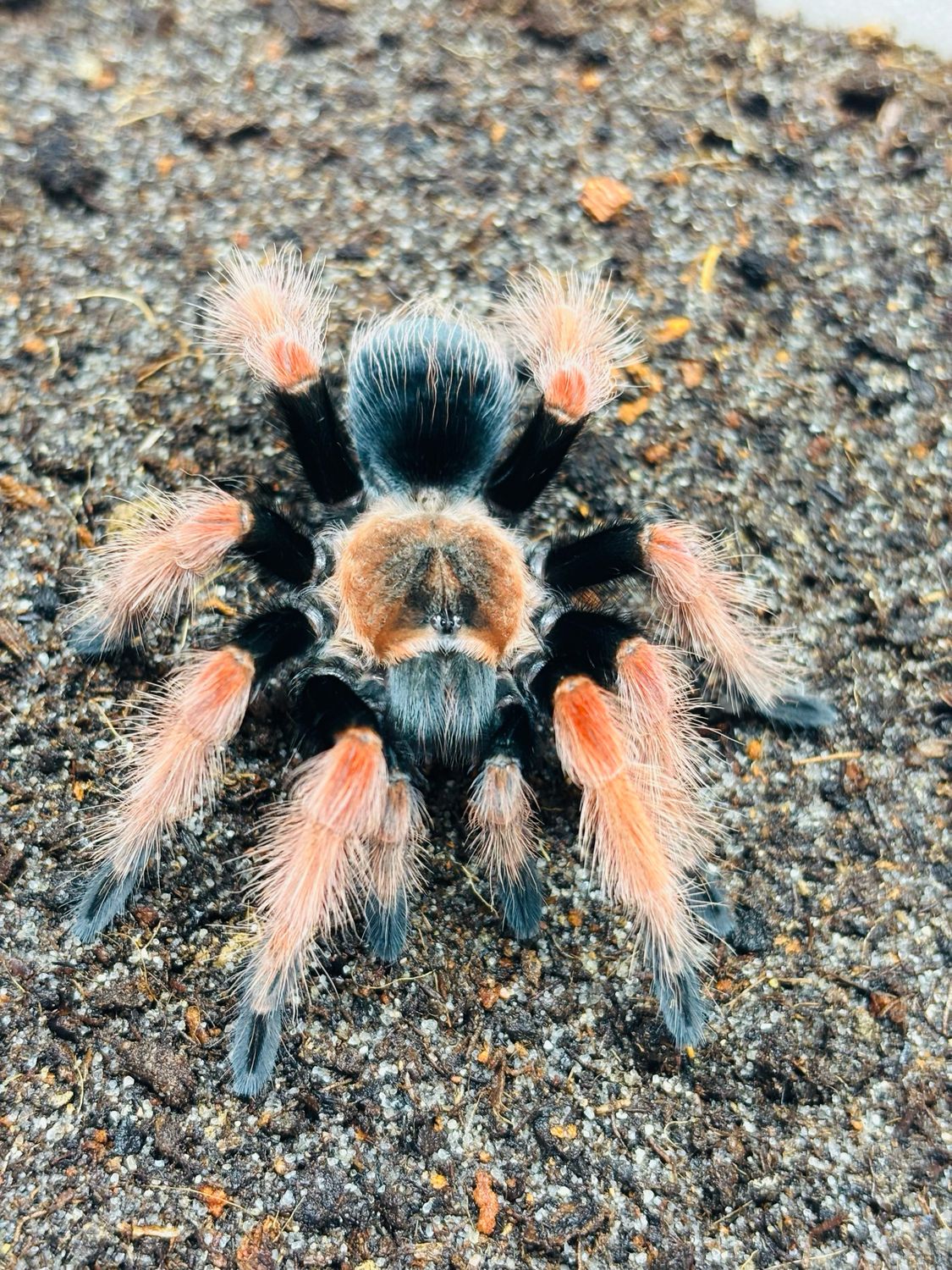 Brachypelma boehmei (4cm KL)