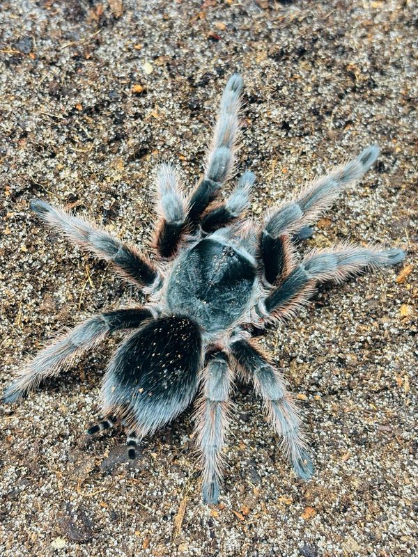 Grammostola anthracina (6,5cm KL)