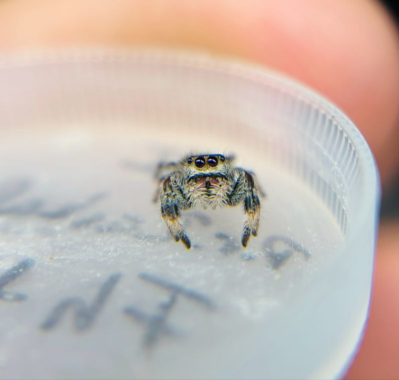 Phidippus regius Rastafari (5 FH)