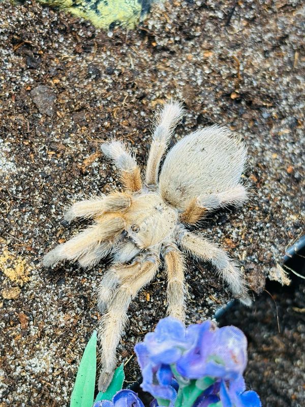 Aphonopelma moderatum (3,5cm KL)