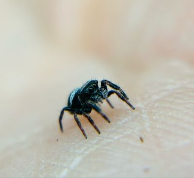 Phidippus regius Bahamas  (3 FH)