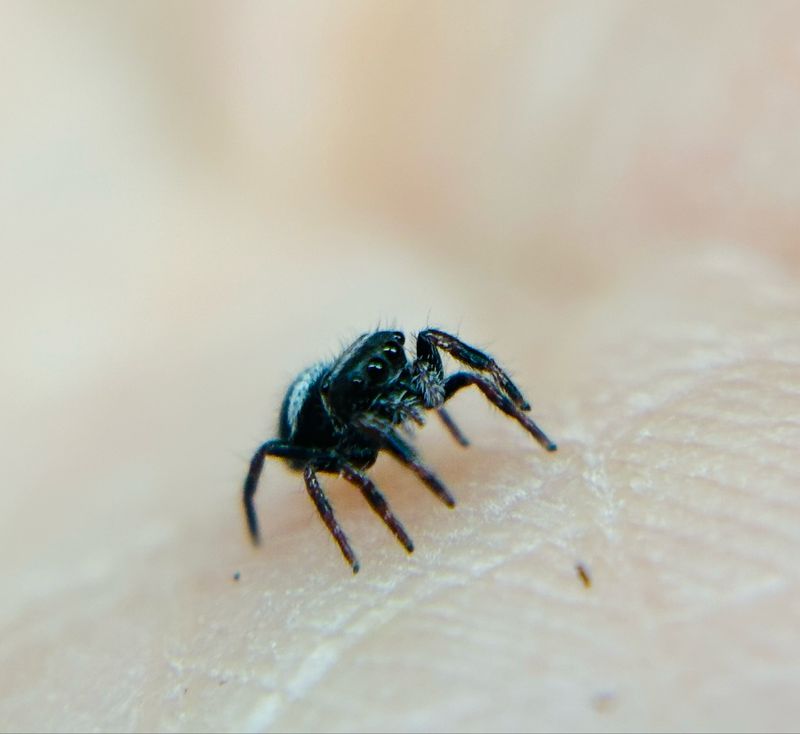 Phidippus regius Bahamas  (3 FH)