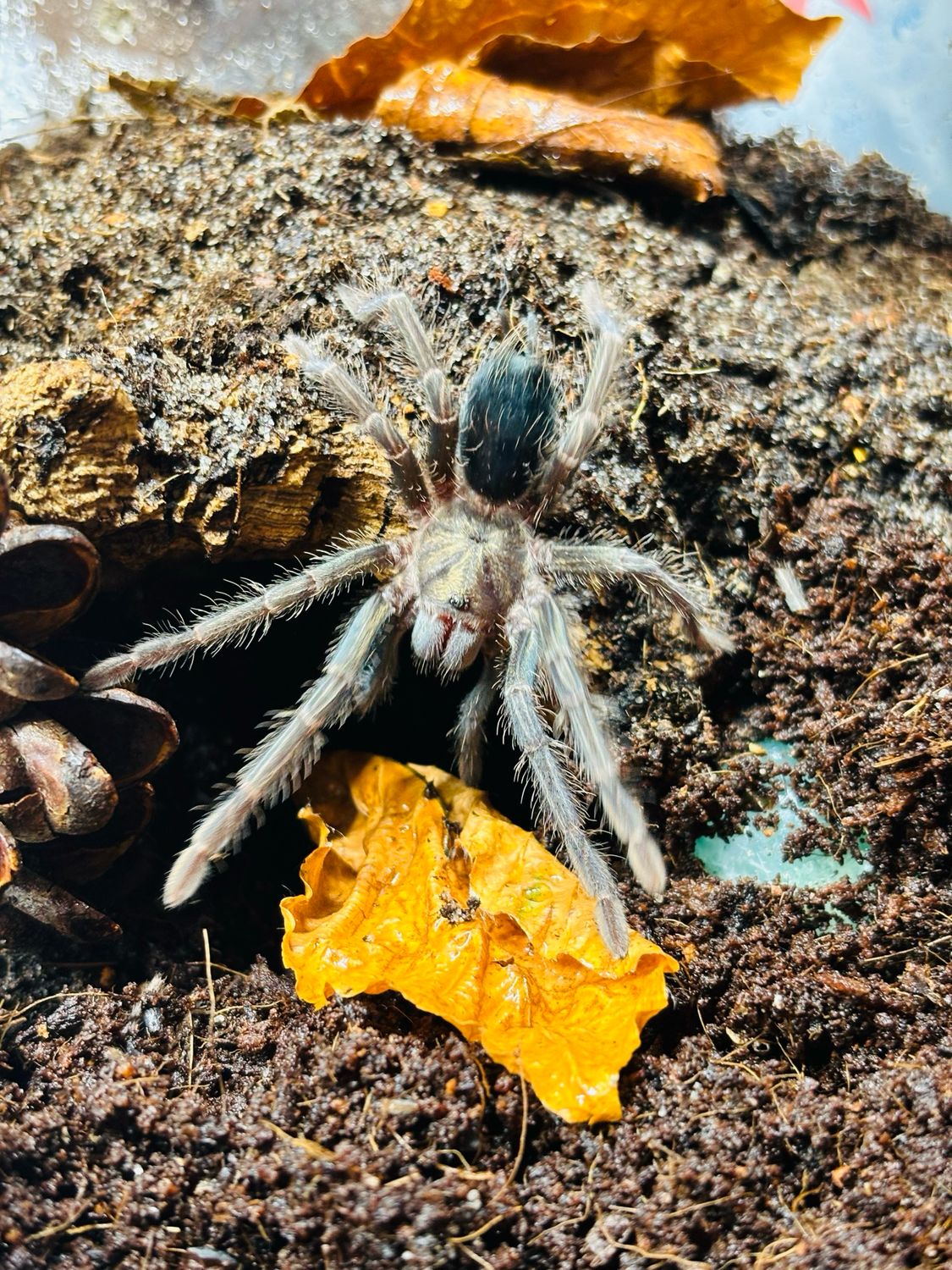 Phormictopus sp. dominican purple (2,5cm KL)