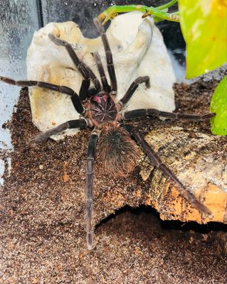 Xenesthis sp. white (6cm KL)