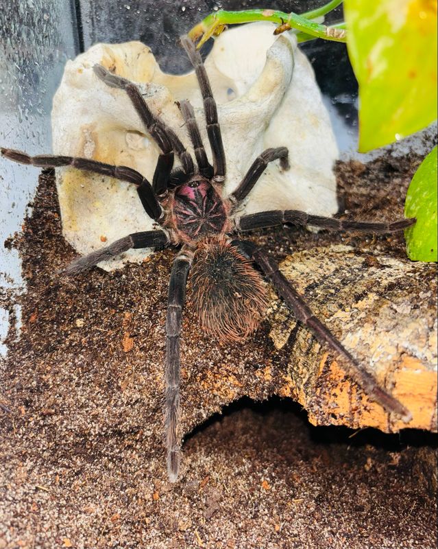 Xenesthis sp. white (6cm KL)