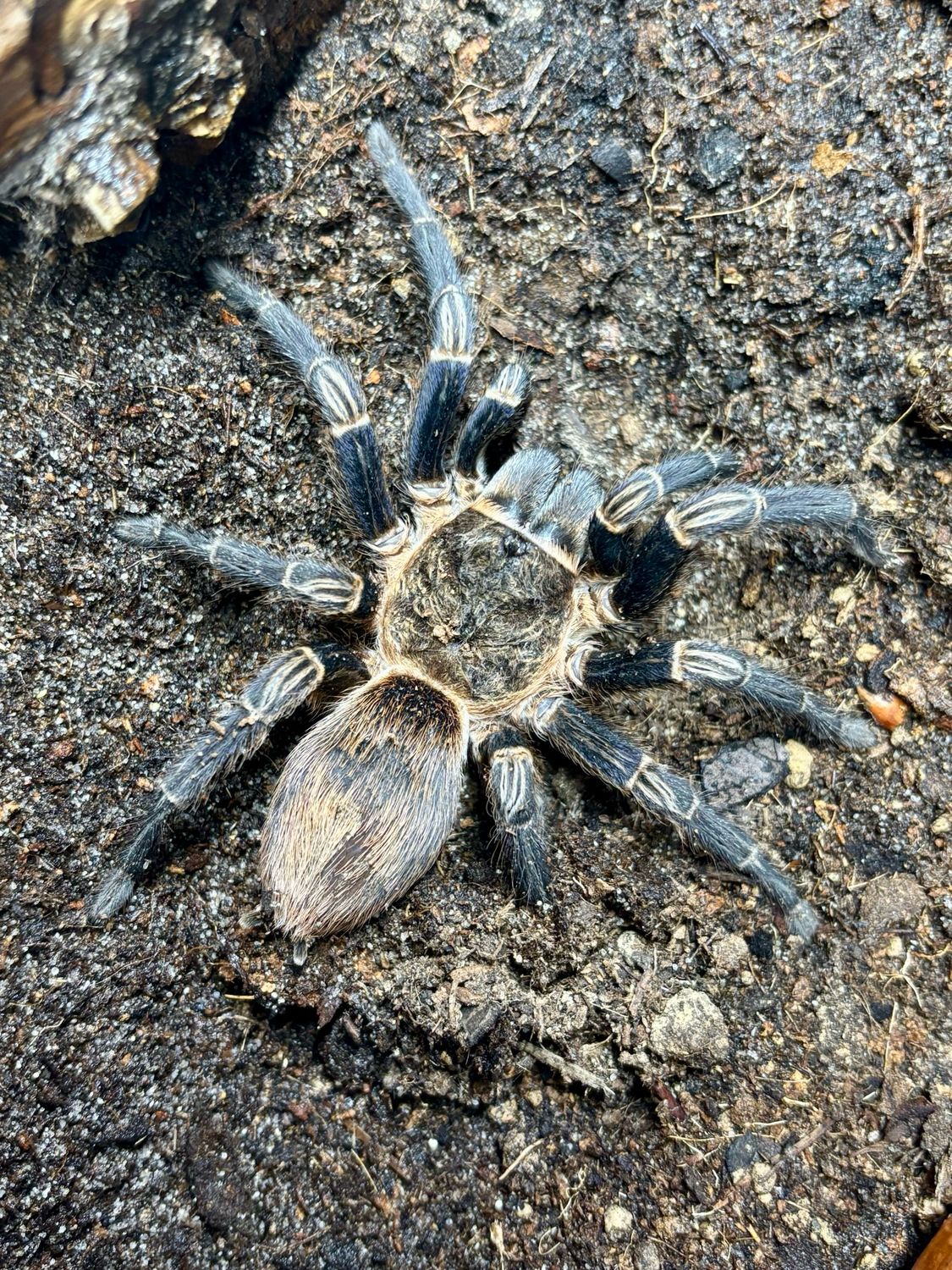 Thrixopelma kimraykawsaki ex. cuzco (6cm KL)