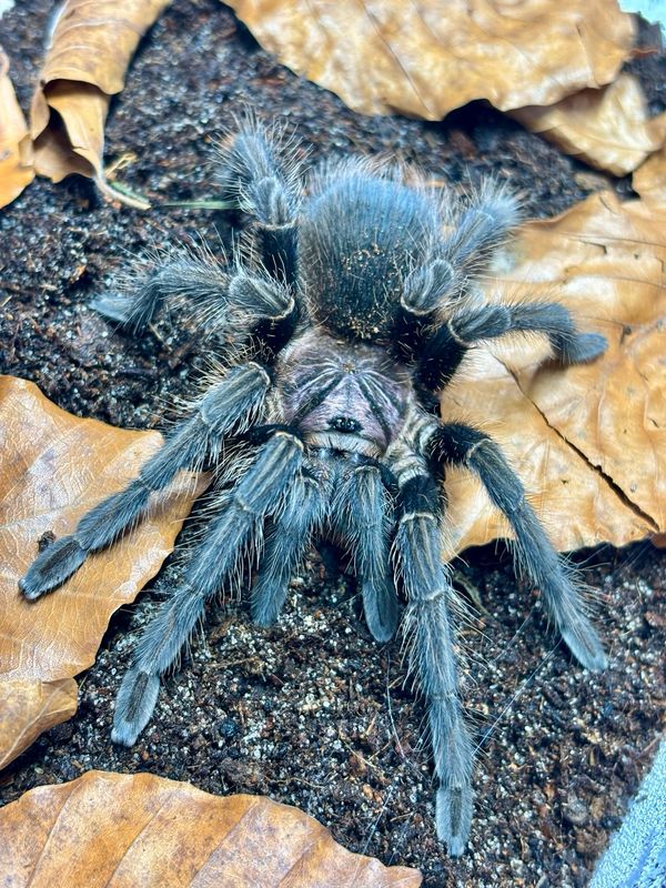 Phormictopus sp. full green (4cm KL)