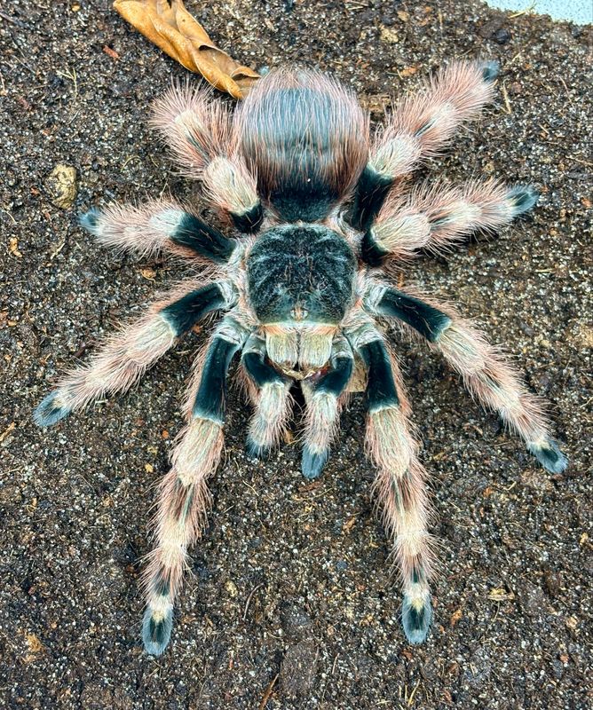 Nhandu coloratovillosus (6cm KL)