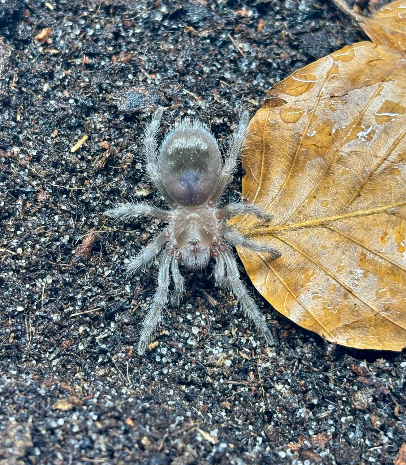 Grammostola quirogai (1,5cm KL)