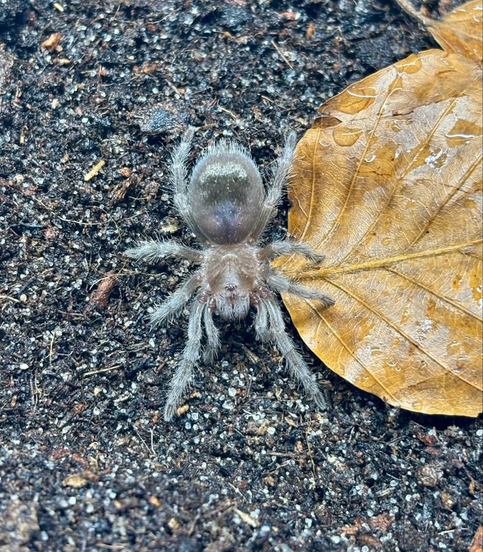 Grammostola quirogai (1,5cm KL)