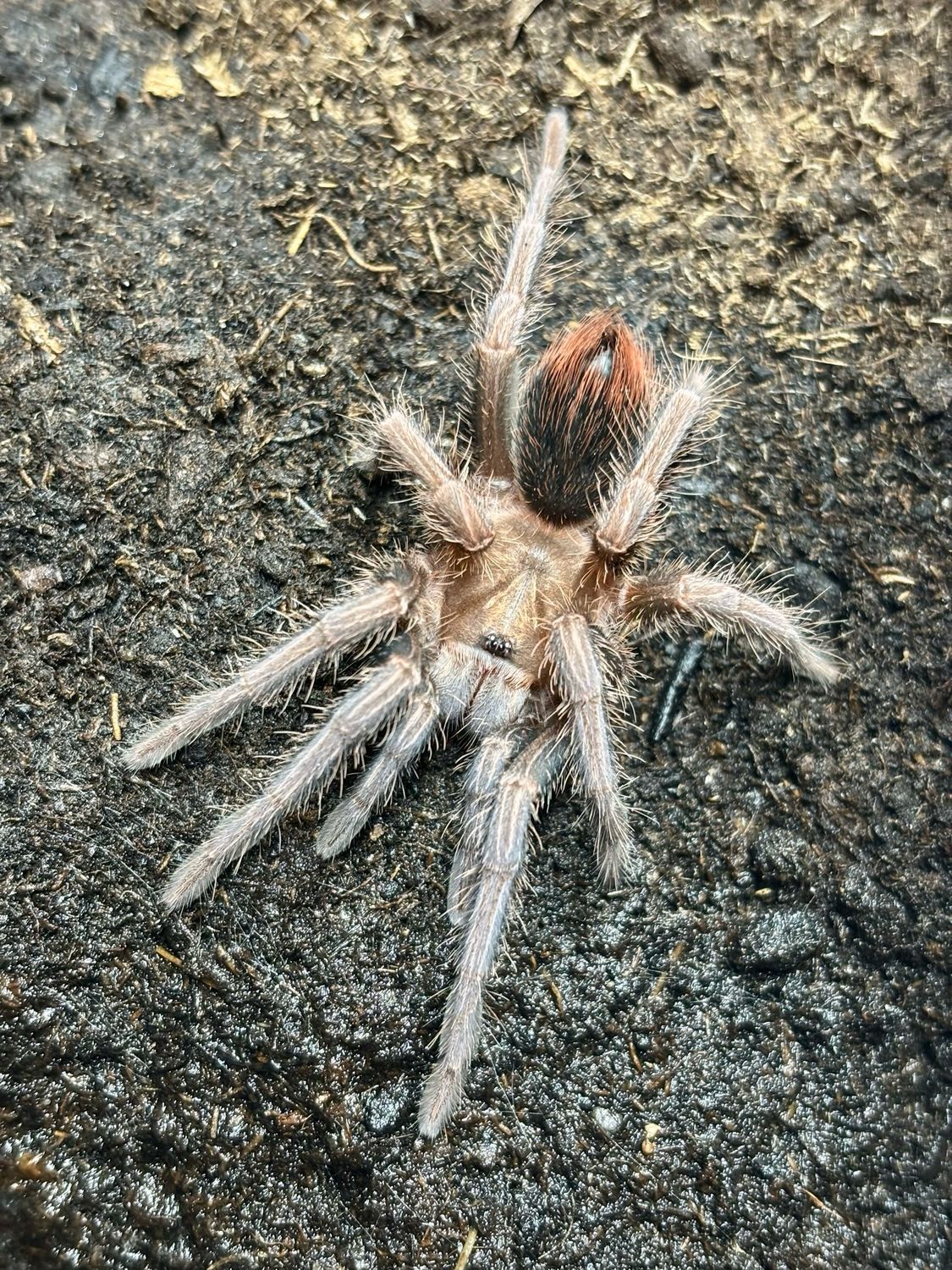 Phormictopus sp. Bayahibe (2,5cm KL)
