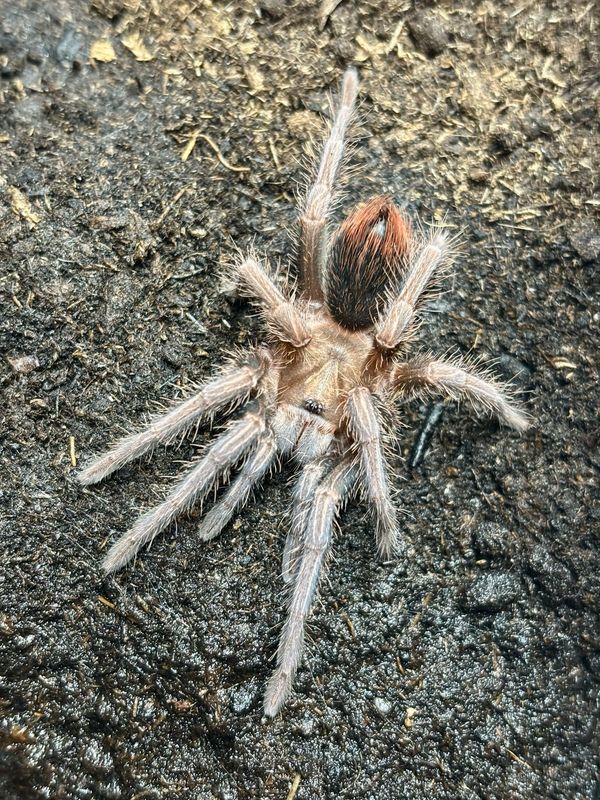 Phormictopus sp. Bayahibe (2,5cm KL)