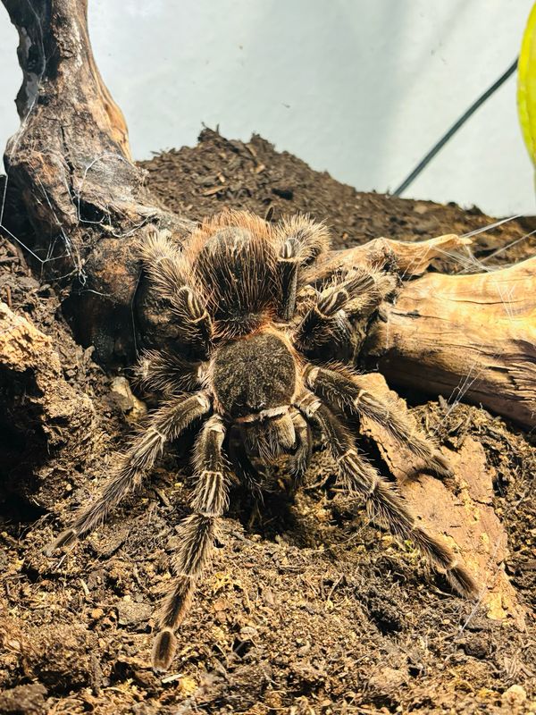 Lasiodora klugi (8cm KL)