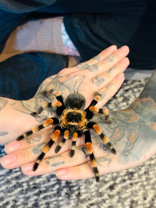 Brachypelma smithi (ex annitha) (6cm KL)