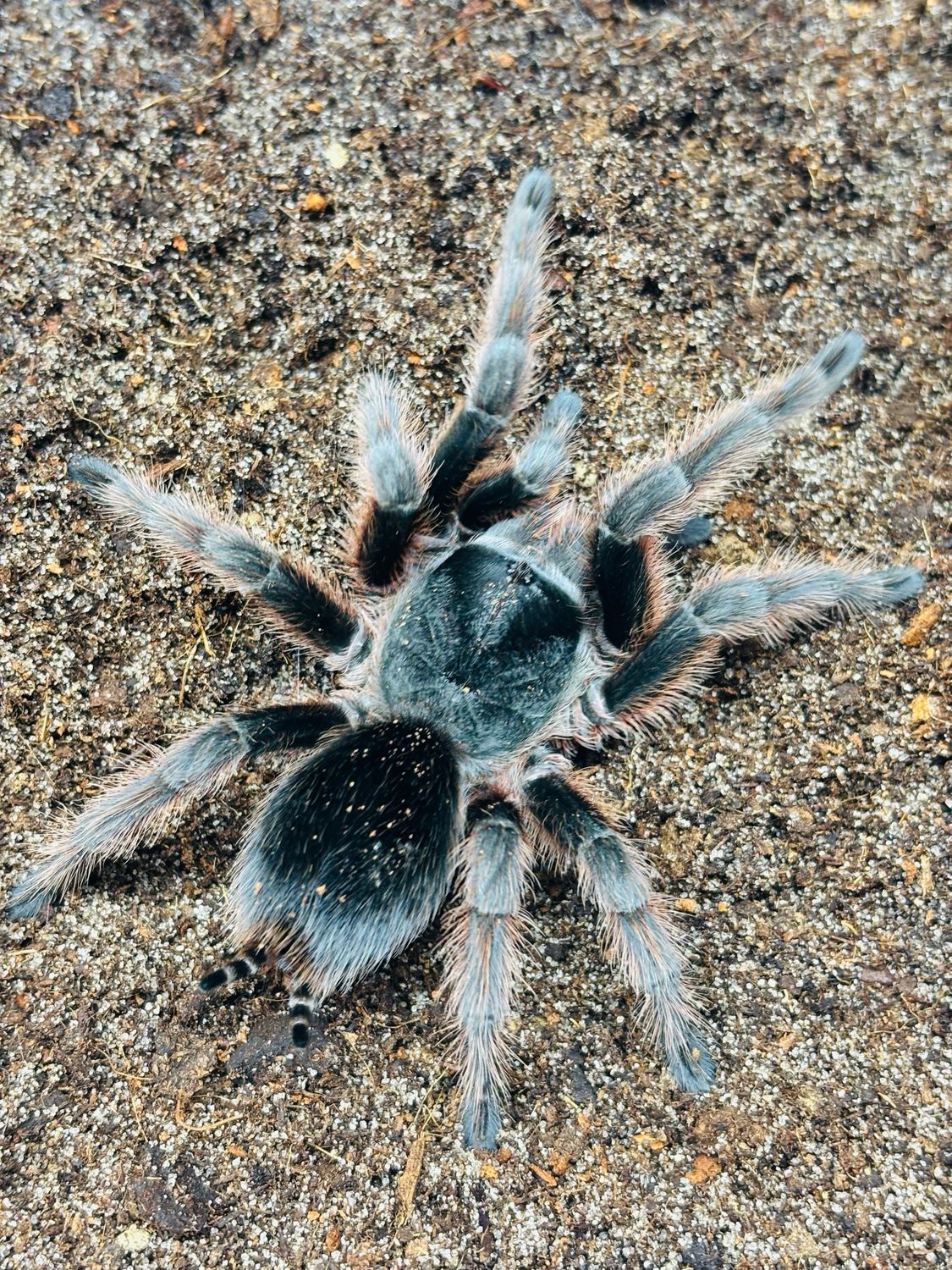 Grammostola anthracina (4,5cm KL)