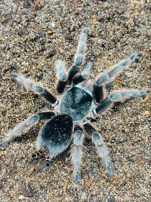 Grammostola anthracina (4,5cm KL)