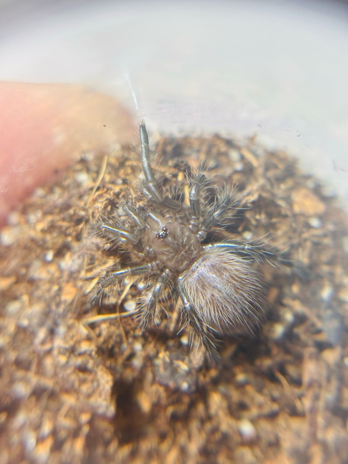 Haplopelma lividum (N2)