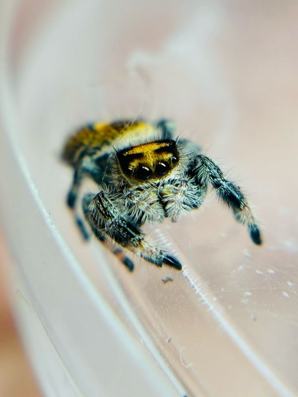 Phidippus regius Rastafari (6FH)