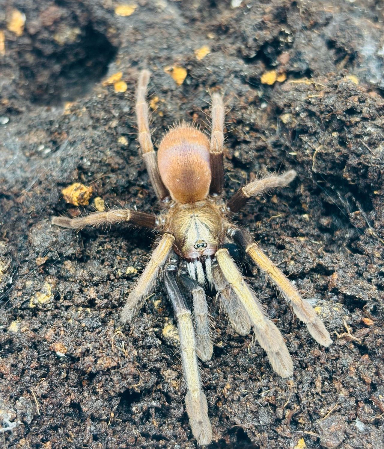 Thrigmopoeinae sp. Kali (2,5cm KL)