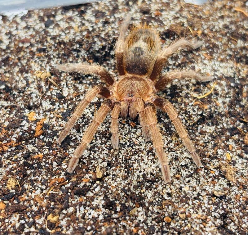 Euathlus sp. valparaiso (2,5cm KL)