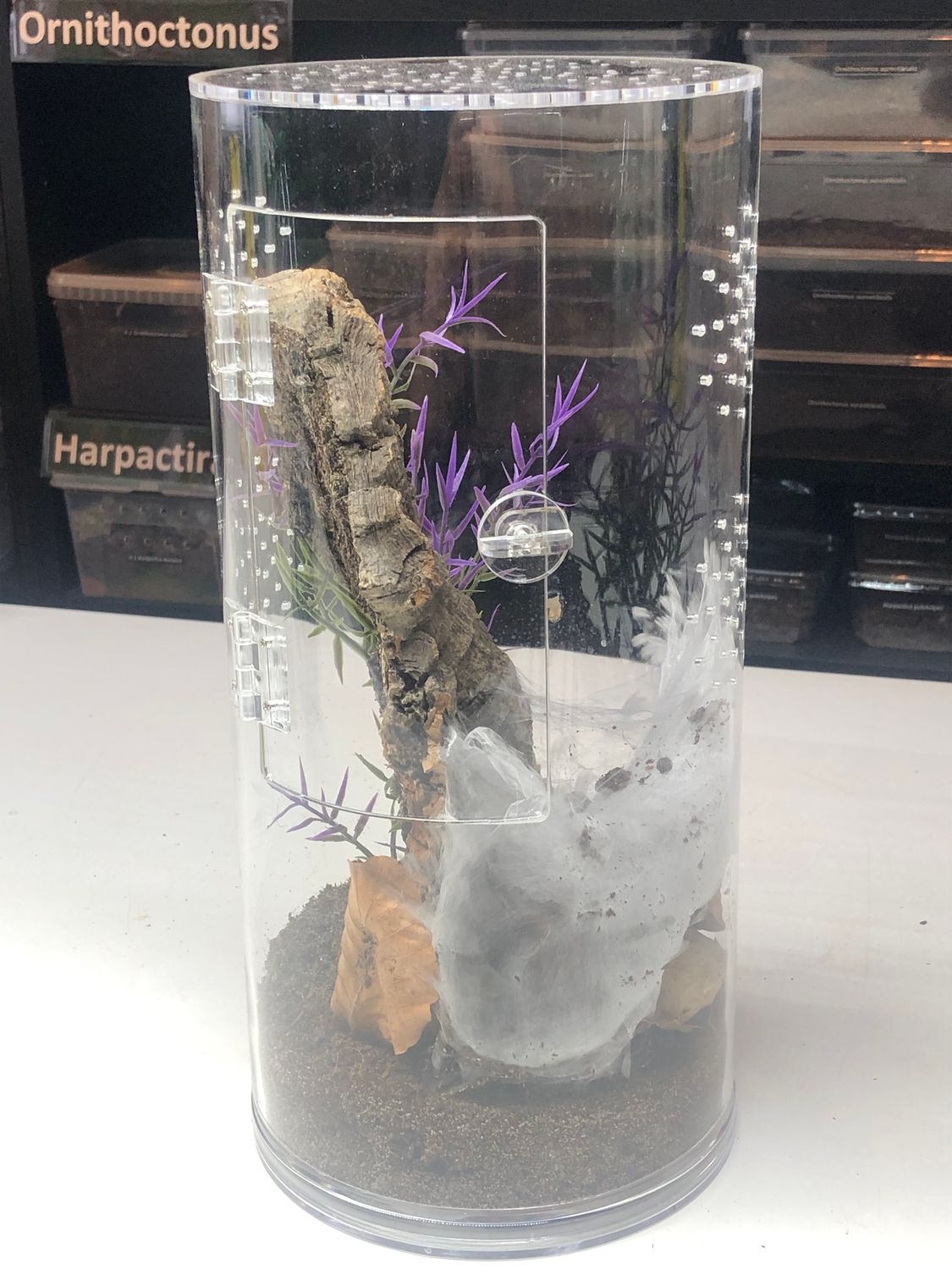 Acryl Terrarium Rund und Robust BH 15 x 30cm mit Tür